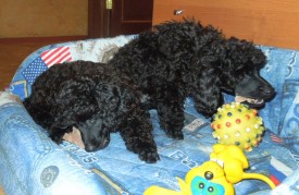 IMG_20150305_170534.jpg (202.15 КБ, Просмотров: 4406) IMG_20150305_170534.jpg