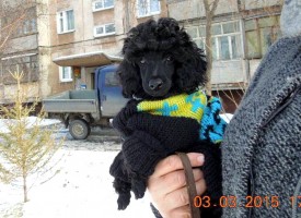 IMG_20150305_171033.jpg (117.61 КБ, Просмотров: 4406) IMG_20150305_171033.jpg