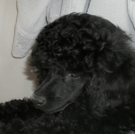 IMG_20150220_175009.jpg (48.72 КБ, Просмотров: 4406) IMG_20150220_175009.jpg