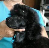 Йоше 3,5 мес.jpg (5.6 КБ, Просмотров: 4406) Йоше 3,5 мес.jpg