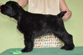 SyOaOuZwAkQ.jpg (67.06 КБ, Просмотров: 1426) SyOaOuZwAkQ.jpg