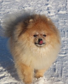 FullSizeRender.jpg (174.62 КБ, Просмотров: 4004) FullSizeRender.jpg