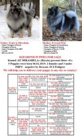 11017013_967141106629669_2852433832284611547_n.jpg (112.2 КБ, Просмотров: 3128) 11017013_967141106629669_2852433832284611547_n.jpg