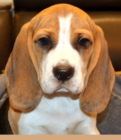 DSC_0542.jpg (315.53 КБ, Просмотров: 1923) DSC_0542.jpg