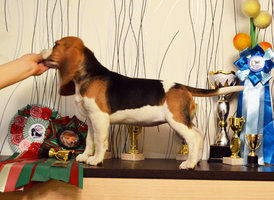 DSC_0510.jpg (542.79 КБ, Просмотров: 1920) DSC_0510.jpg