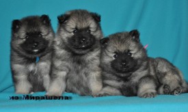 Кобели Г2-помета.37д.1.jpg1.jpg (219.94 КБ, Просмотров: 3114) Кобели Г2-помета.37д.1.jpg1.jpg