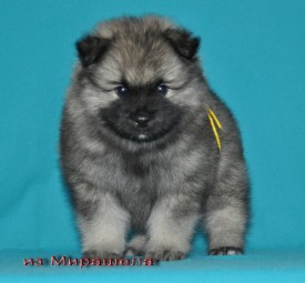 Кобель с желтой ниткой.37д.1.jpg1.jpg (245.81 КБ, Просмотров: 3114) Кобель с желтой ниткой.37д.1.jpg1.jpg