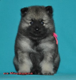 Кобель с малиновой ниткой.37д.2.jpg1.jpg (319.93 КБ, Просмотров: 3107) Кобель с малиновой ниткой.37д.2.jpg1.jpg