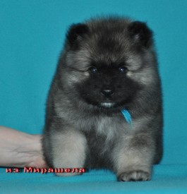 Кобель с синей ниткой.37д.2.jpg1.jpg (314.22 КБ, Просмотров: 3125) Кобель с синей ниткой.37д.2.jpg1.jpg