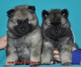 Суки Г2-помета.37д.2.jpg1.jpg (300.98 КБ, Просмотров: 3124) Суки Г2-помета.37д.2.jpg1.jpg