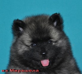 Суки с розовой ниткой.37д.3.jpg1.jpg (308.65 КБ, Просмотров: 2857) Суки с розовой ниткой.37д.3.jpg1.jpg