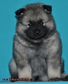 Суки с разноцветной ниткой.37д.1.jpg1.jpg (361.38 КБ, Просмотров: 3215) Суки с разноцветной ниткой.37д.1.jpg1.jpg