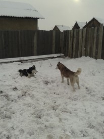 папа и мама2.jpg (163.13 КБ, Просмотров: 1520) папа и мама2.jpg