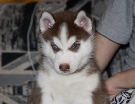 ogagNLJ3_vA.jpg (149.79 КБ, Просмотров: 2322) ogagNLJ3_vA.jpg