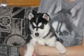 miSRhiJ2EH4.jpg (131.88 КБ, Просмотров: 2322) miSRhiJ2EH4.jpg