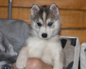 eTkznuSa6Qs.jpg (167.84 КБ, Просмотров: 2322) eTkznuSa6Qs.jpg