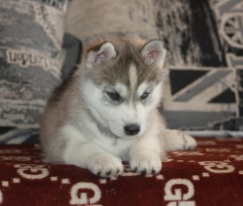 dGzwJyWovPg.jpg (175.59 КБ, Просмотров: 9321) dGzwJyWovPg.jpg