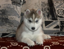 jDKhUa-wPx0.jpg (181.89 КБ, Просмотров: 9922) jDKhUa-wPx0.jpg