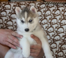 sl_a5bo7CgQ.jpg (180.42 КБ, Просмотров: 9928) sl_a5bo7CgQ.jpg