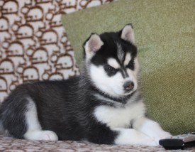 E5xhQJpgKYI.jpg (214.02 КБ, Просмотров: 9525) E5xhQJpgKYI.jpg