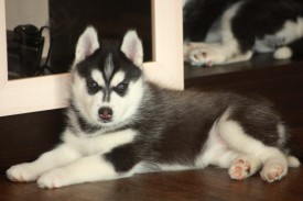 um0cGVwShBw.jpg (137.25 КБ, Просмотров: 2254) um0cGVwShBw.jpg