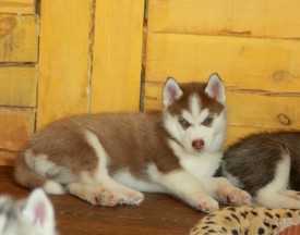 xXYIwydLC4M.jpg (163.92 КБ, Просмотров: 2258) xXYIwydLC4M.jpg