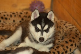 5_PGDwi0hg4.jpg (145.38 КБ, Просмотров: 2329) 5_PGDwi0hg4.jpg