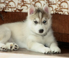 BwPnMadWMC8.jpg (184.6 КБ, Просмотров: 2076) BwPnMadWMC8.jpg