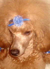 лайма.jpg (34.1 КБ, Просмотров: 2421) лайма.jpg