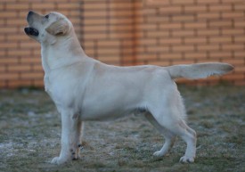 17914_800x560_11093296_809647905768549_1980898.jpg (60.03 КБ, Просмотров: 1747) 17914_800x560_11093296_809647905768549_1980898.jpg