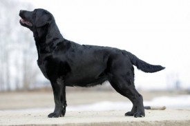 17914_800x533_11087031_809647849101888_1382325.jpg (40.31 КБ, Просмотров: 1747) 17914_800x533_11087031_809647849101888_1382325.jpg