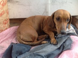 такса.jpg (61.92 КБ, Просмотров: 1666) такса.jpg