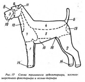 тримминг эрделя.jpg (23.91 КБ, Просмотров: 3394) тримминг эрделя.jpg