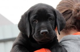 беж 2.jpg (65.4 КБ, Просмотров: 1674) беж 2.jpg