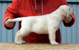 жел.jpg (64.49 КБ, Просмотров: 1674) жел.jpg