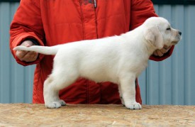 сал.jpg (64.87 КБ, Просмотров: 1674) сал.jpg