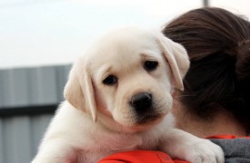 сал 2.jpg (45.72 КБ, Просмотров: 1674) сал 2.jpg