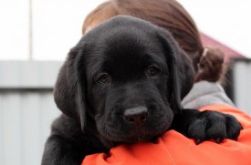 сере 2.jpg (53.9 КБ, Просмотров: 1674) сере 2.jpg