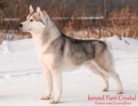 CMdiN.jpg (239.25 КБ, Просмотров: 2110) CMdiN.jpg