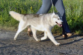 C61Mo.jpg (257.63 КБ, Просмотров: 2110) C61Mo.jpg