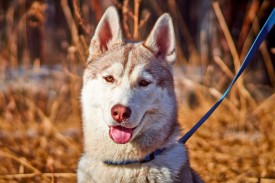 XJRjn-PXVrA.jpg (57.3 КБ, Просмотров: 1812) XJRjn-PXVrA.jpg