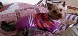 tJFUMdi0v7c.jpg (143.43 КБ, Просмотров: 2296) tJFUMdi0v7c.jpg