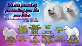 самоедики.jpg (330.8 КБ, Просмотров: 1689) самоедики.jpg