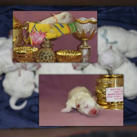 10501796_1441344316166697_3339698243783725955_n.jpg (77.4 КБ, Просмотров: 1736) 10501796_1441344316166697_3339698243783725955_n.jpg