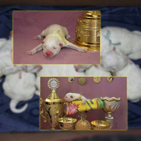 10922767_1441344502833345_7710343573252760396_n.jpg (79.76 КБ, Просмотров: 1736) 10922767_1441344502833345_7710343573252760396_n.jpg