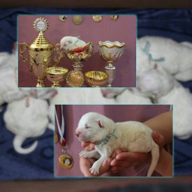 11150921_1441344456166683_8314547039889587085_n.jpg (76.36 КБ, Просмотров: 1579) 11150921_1441344456166683_8314547039889587085_n.jpg