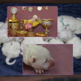 11207328_1441344242833371_4264659806091461003_n.jpg (69.98 КБ, Просмотров: 1579) 11207328_1441344242833371_4264659806091461003_n.jpg