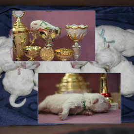 11261739_1441344412833354_7921881926150869714_n.jpg (78.26 КБ, Просмотров: 1736) 11261739_1441344412833354_7921881926150869714_n.jpg