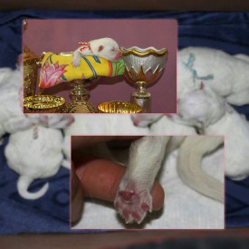 11264998_1441344276166701_4823057782763655929_n.jpg (72.4 КБ, Просмотров: 1736) 11264998_1441344276166701_4823057782763655929_n.jpg