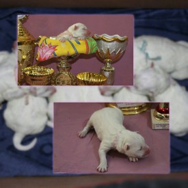 11266245_1441344359500026_3272980050768439267_n.jpg (74.32 КБ, Просмотров: 1685) 11266245_1441344359500026_3272980050768439267_n.jpg